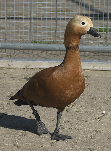 眼鏡